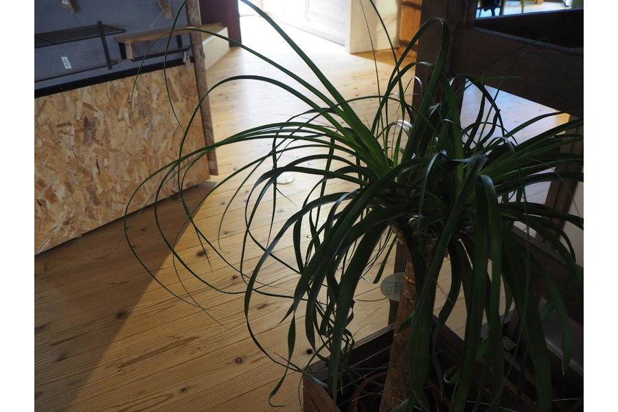 無垢フローリング